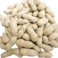 Good Quality Peanuts in Shell (7-9)